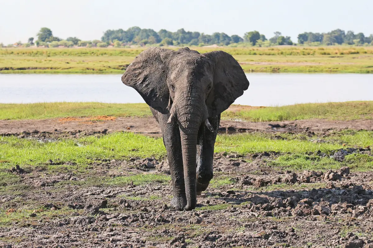 An elephant in Chobe National Park