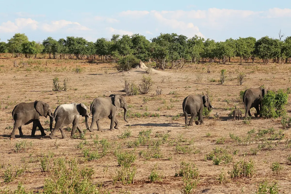 A herd of elephants in Chobe National Park