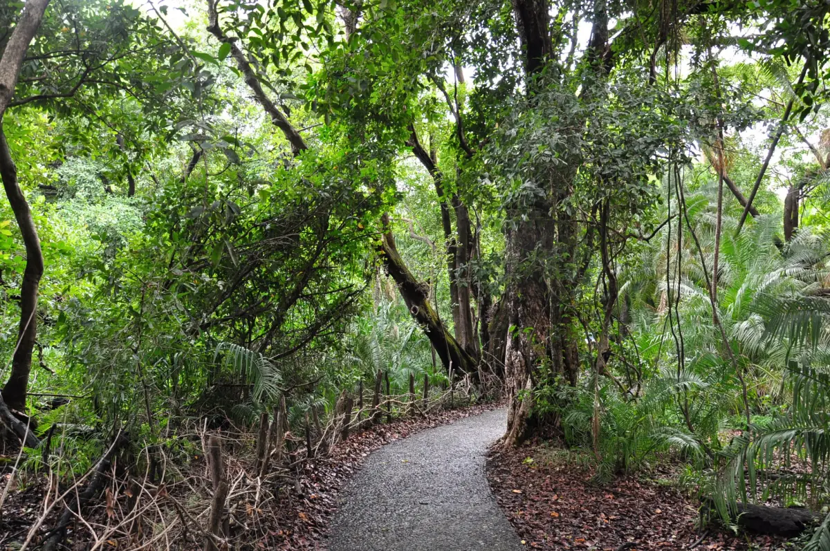A path through the rainforest at Victoria Falls