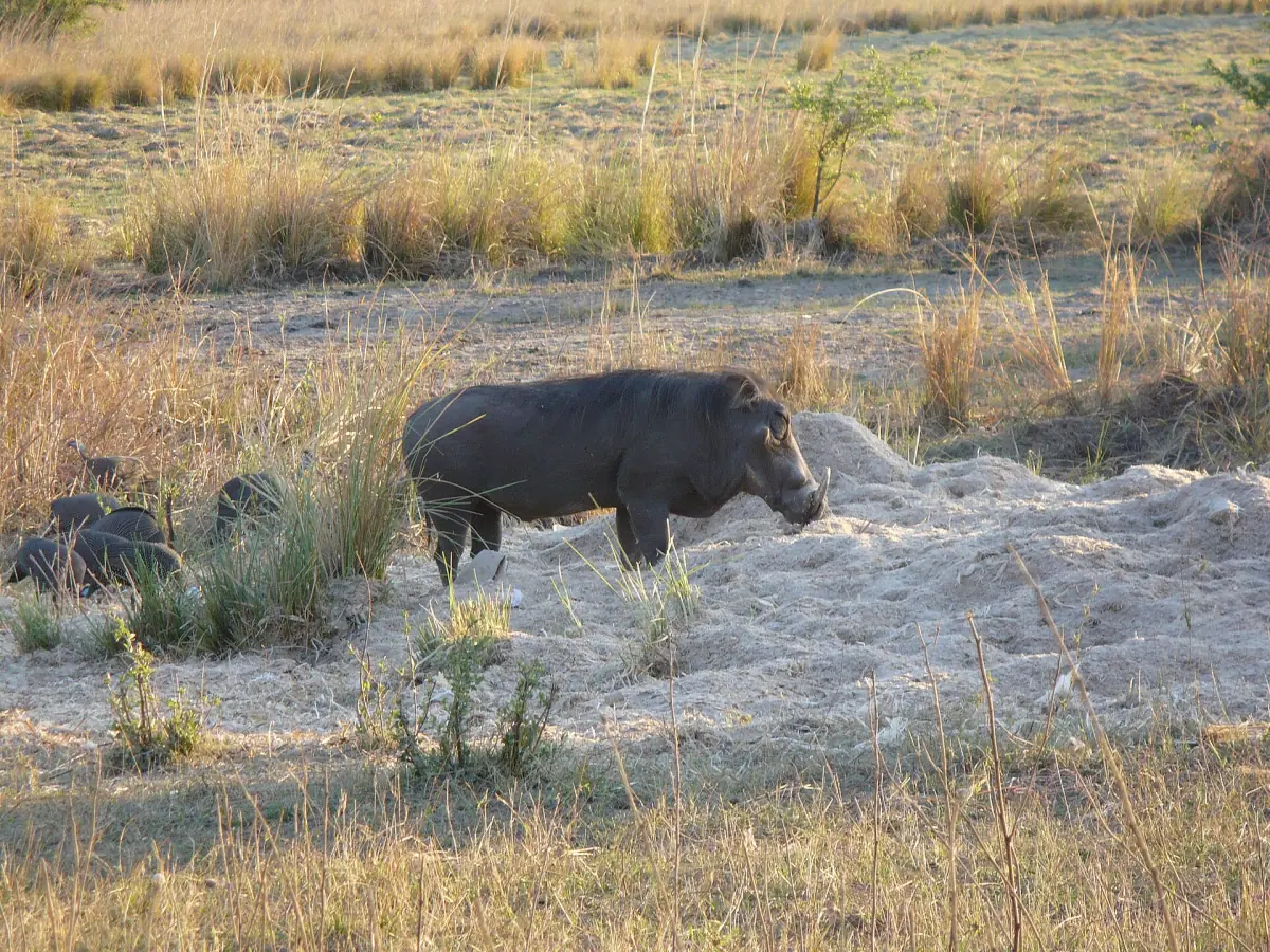 A warthog in Mosi-oa-Tunya National Park